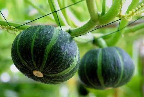 庄河最近吃瓜新闻,最新“吃瓜”新闻揭秘，真相令人咋舌