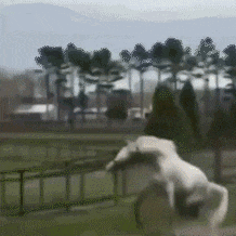 暴走吃瓜动态图,一图看尽人间百态